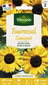 Tournesol Nain Sunspot